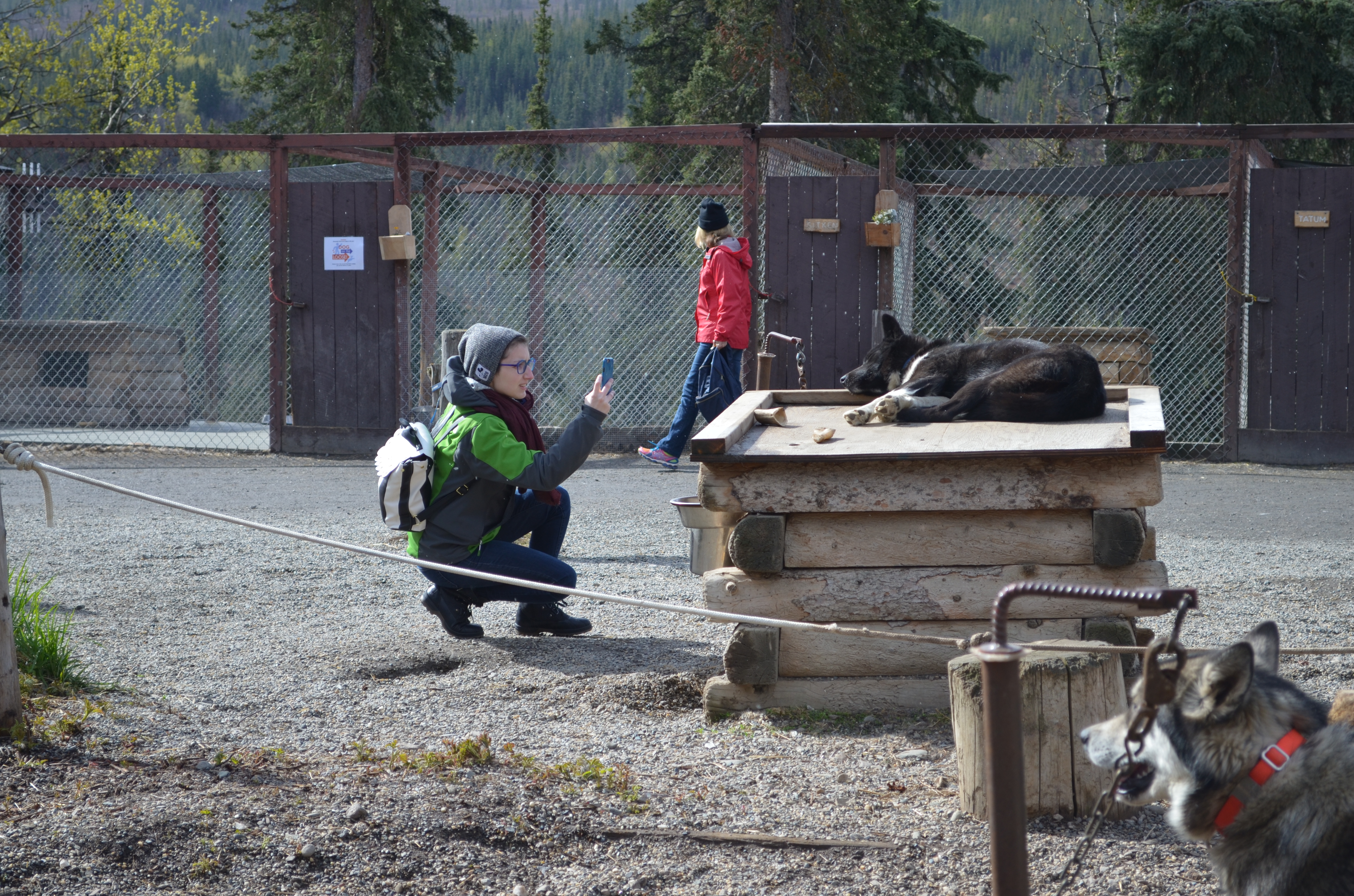 ./2017/08 - Alaska Cruise/03 - Denali/DSC_0304.JPG